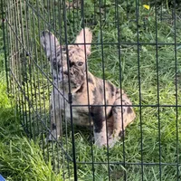 Black merle male, a male French Bulldog for sale in Greensboro, NC – Photo 1 of 10