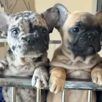 Black merle male, a male French Bulldog for sale in Greensboro, NC – Photo 9 of 10