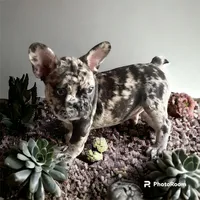 Black merle male, a male French Bulldog for sale in Greensboro, NC – Photo 4 of 10