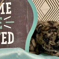 Black merle male, a male French Bulldog for sale in Greensboro, NC – Photo 8 of 10