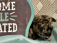 Black merle male, a male French Bulldog for sale in Greensboro, NC – Photo 8 of 10