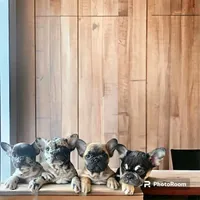 Black merle male, a male French Bulldog for sale in Greensboro, NC – Photo 6 of 10