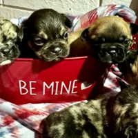 Black merle male, a male French Bulldog for sale in Greensboro, NC – Photo 5 of 10