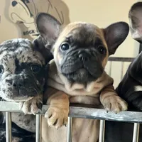 Black merle male, a male French Bulldog for sale in Greensboro, NC – Photo 10 of 10