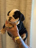 Spot, a male English Bulldog for sale in Greensboro, NC – 3 of 5