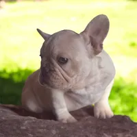 Snow man, a male French Bulldog for sale in Greensboro, NC – Photo 4 of 4