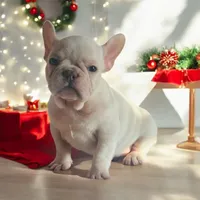 Snow man, a male French Bulldog for sale in Greensboro, NC – Photo 1 of 4