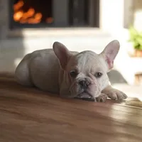 Snow man, a male French Bulldog for sale in Greensboro, NC – Photo 2 of 4