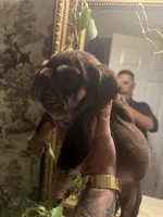 Caramel, a female English Bulldog for sale in Greensboro, NC – 5 of 7