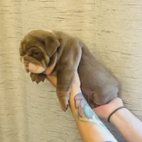 Bethany, a female English Bulldog for sale in Greensboro, NC – Photo 4 of 4