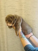 Bethany, a female English Bulldog for sale in Greensboro, NC – Photo 4 of 4