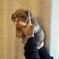 Bethany, a female English Bulldog for sale in Greensboro, NC – Photo 3 of 4