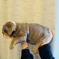 Bethany, a female English Bulldog for sale in Greensboro, NC – Photo 2 of 4