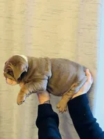 Bethany, a female English Bulldog for sale in Greensboro, NC – Photo 2 of 4