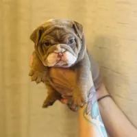 Bethany, a female English Bulldog for sale in Greensboro, NC – Photo 1 of 4