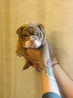 Bethany, a female English Bulldog for sale in Greensboro, NC – Photo 1 of 4