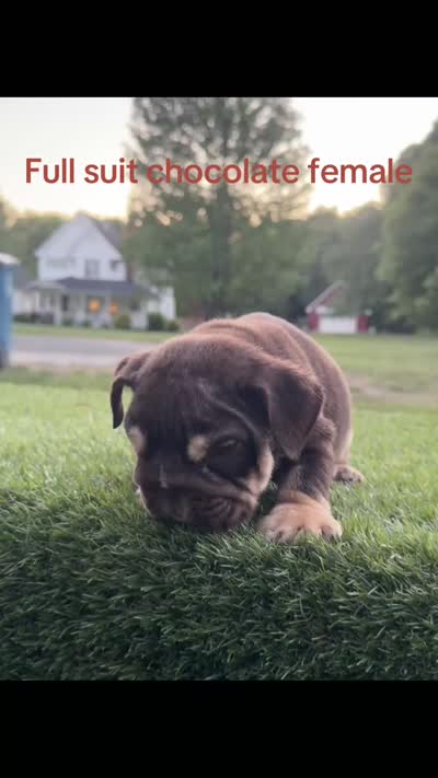Caramel, a female English Bulldog for sale in Greensboro, NC – 7 of 7