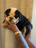 Spot, a male English Bulldog for sale in Greensboro, NC – 4 of 5