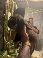 Caramel, a female English Bulldog for sale in Greensboro, NC – 4 of 7