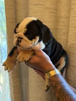 Spot, a male English Bulldog for sale in Greensboro, NC – 5 of 5