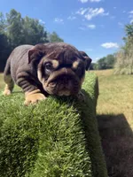 Caramel, a female English Bulldog for sale in Greensboro, NC – 2 of 7