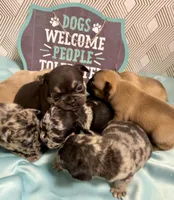 Pending fluffy, a male French Bulldog for sale in Greensboro, NC – Photo 2 of 5