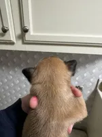 Pending fluffy, a male French Bulldog for sale in Greensboro, NC – Photo 5 of 5