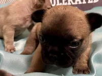 Pending fluffy, a male French Bulldog for sale in Greensboro, NC – Photo 4 of 5