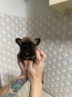 Pending fluffy, a male French Bulldog for sale in Greensboro, NC – Photo 3 of 5