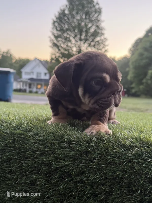 Caramel – English Bulldog puppy for sale in Greensboro, NC