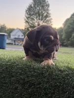 Caramel, a female English Bulldog for sale in Greensboro, NC – 1 of 7