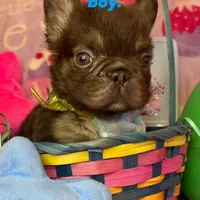 Tiny Tim, a male French Bulldog for sale in Greensboro, NC – Photo 3 of 5