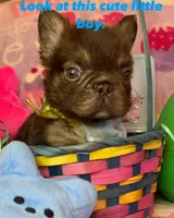 Tiny Tim, a male French Bulldog for sale in Greensboro, NC – Photo 3 of 5