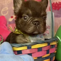 Tiny Tim, a male French Bulldog for sale in Greensboro, NC – Photo 4 of 5