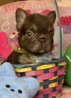 Tiny Tim, a male French Bulldog for sale in Greensboro, NC – Photo 4 of 5