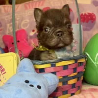 Tiny Tim, a male French Bulldog for sale in Greensboro, NC – Photo 2 of 5