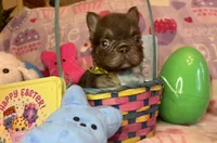 Tiny Tim, a male French Bulldog for sale in Greensboro, NC – Photo 2 of 5