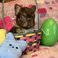 Tiny Tim, a male French Bulldog for sale in Greensboro, NC – Photo 5 of 5