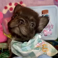 Tiny Tim, a male French Bulldog for sale in Greensboro, NC – Photo 1 of 5