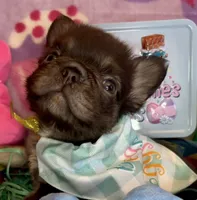 Tiny Tim, a male French Bulldog for sale in Greensboro, NC – Photo 1 of 5