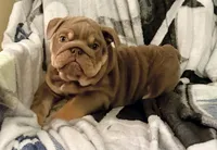 Puppy, a female English Bulldog for sale in Greensboro, NC – Photo 2 of 6