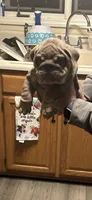 Puppy, a female English Bulldog for sale in Greensboro, NC – Photo 6 of 6