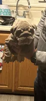 Puppy, a female English Bulldog for sale in Greensboro, NC – Photo 5 of 6