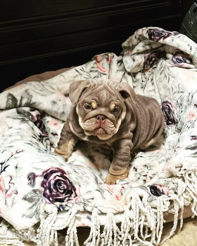 Puppy, a female English Bulldog for sale in Greensboro, NC – Photo 1 of 6