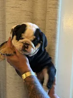 Spot, a male English Bulldog for sale in Greensboro, NC – 1 of 5