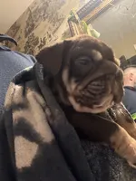 Caramel, a female English Bulldog for sale in Greensboro, NC – 6 of 7
