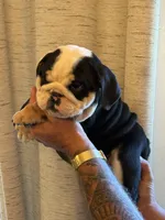 Spot, a male English Bulldog for sale in Greensboro, NC – 2 of 5