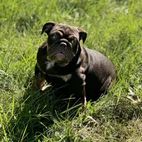Full suit chocolate, a female English Bulldog for sale in Greensboro, NC – Photo 1 of 5