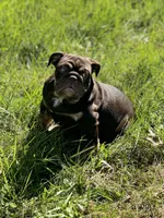 Full suit chocolate, a female English Bulldog for sale in Greensboro, NC – Photo 1 of 5