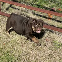 Full suit chocolate, a female English Bulldog for sale in Greensboro, NC – Photo 5 of 5
